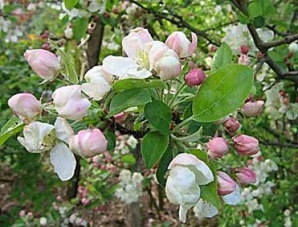 Sierappel (Malus 'Evereste') 7 Sierappel (Malus 'Evereste') - Afbeelding 5