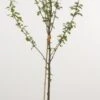 Mini-pruim (Prunus Domestica(mini)) -Aanbiedingen Groene Hekken Winkel 20080527215915 1