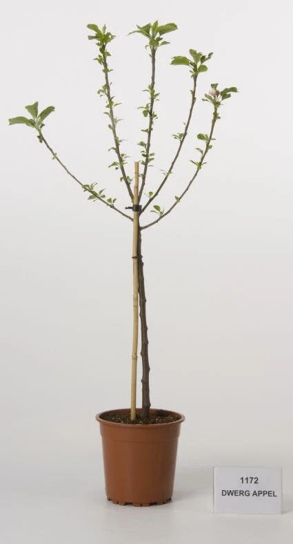 Dwerg-appel (Malus Domestica (dwergappel)) 3 Dwerg-appel (Malus Domestica (dwergappel))