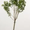 Dwerg Kers (Prunus Avium (dwerg)) -Aanbiedingen Groene Hekken Winkel 20080527220539 1 1