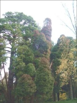 Sikkelden (Cryptomeria Japonica 'Elegans') -Aanbiedingen Groene Hekken Winkel 20080611115709 6