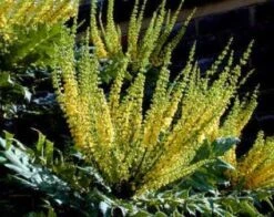 Mahoniestruik (Mahonia Media 'Charity') -Aanbiedingen Groene Hekken Winkel 20080709102617 3