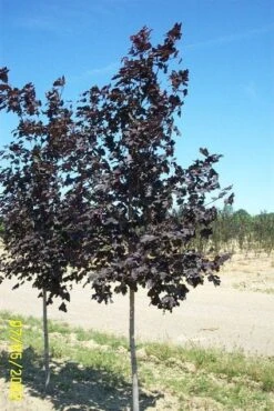 Noorse Esdoorn (Acer Platanoides 'Royal Red') -Aanbiedingen Groene Hekken Winkel 20080709120821 9 1