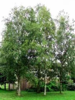 Zuilberk (Betula Pendula 'Fastigiata')