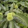 Kastanjeboom (Castanea Sativa 'Lyon') -Aanbiedingen Groene Hekken Winkel 20080714110014 2