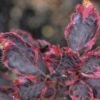 Beuk (Fagus Sylv. 'Purpurea Tricolor') -Aanbiedingen Groene Hekken Winkel 20080715122013 1