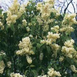 Sering (Syringa Vulgaris 'Primrose')