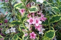 Weigela (Weigela Florida 'Variegata') -Aanbiedingen Groene Hekken Winkel 20080716102338 15 3