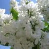 Sering (Syringa Vulgaris 'Mme Lemoine') -Aanbiedingen Groene Hekken Winkel 20080730114121 9 1
