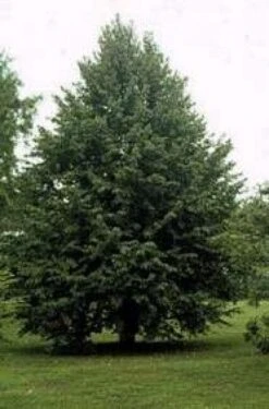 Boomhazelaar (Corylus Colurna) -Aanbiedingen Groene Hekken Winkel 20080730122121 12