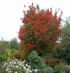 Japanse Sierkers (Prunus Sargentii) -Aanbiedingen Groene Hekken Winkel 20080730122801 5