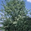 Gewone Meelbes (Sorbus Aria) -Aanbiedingen Groene Hekken Winkel 20080730123017 5