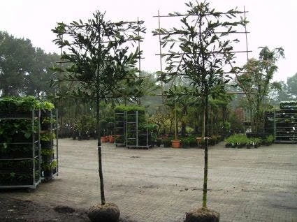 Laurier Als Leiboom (Prunus Laurocerasus 'Caucasica') 4 Laurier Als Leiboom (Prunus Laurocerasus 'Caucasica') - Afbeelding 2