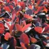 Zuurbes (Berberis Thunbergii 'Atropurpurea') -Aanbiedingen Groene Hekken Winkel 20081022102742 4