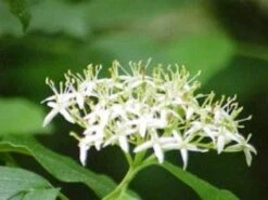 Rode Kornoelje (Cornus Sanguinea) -Aanbiedingen Groene Hekken Winkel 20081029085946 5 2