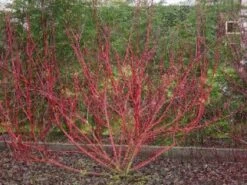 Rode Kornoelje (Cornus Sanguinea) 7 Rode Kornoelje (Cornus Sanguinea) -Aanbiedingen Groene Hekken Winkel 20081029090707 5 1