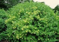 Gelderse Roos (Viburnum Opulus) -Aanbiedingen Groene Hekken Winkel 20081105115345 3 1
