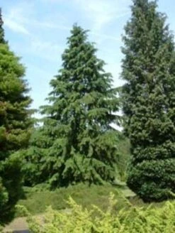 Westelijke Hemlockspar (Tsuga Heterophylla) 9 Westelijke Hemlockspar (Tsuga Heterophylla) -Aanbiedingen Groene Hekken Winkel 20081113145518 5