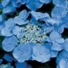 Hortensia (Hydrangea Macrophylla 'Teller Blue') -Aanbiedingen Groene Hekken Winkel 20081208131210 2