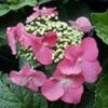 Hortensia (Hydrangea Macrophylla 'Teller Red') -Aanbiedingen Groene Hekken Winkel 20081208131338 2
