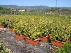 Kardinaalshoed Als Meeneemhaag (Euonymus Japonicus 'Aureus) -Aanbiedingen Groene Hekken Winkel 20090322111357 2 1