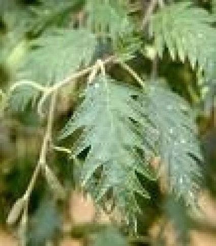 Zwarte Els (Alnus Glutinosa 'Laciniata') 3 Zwarte Els (Alnus Glutinosa 'Laciniata')