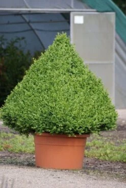 Buxus Als Pyramide (Buxus Sempervirens) -Aanbiedingen Groene Hekken Winkel 20090606120524 8