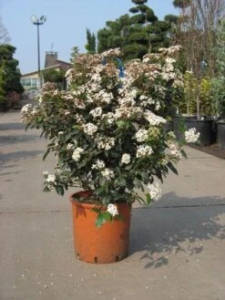 Groenblijvende Sneeuwbal (Viburnum Tinus 'Eve Price') -Aanbiedingen Groene Hekken Winkel 20091125113028 50 10