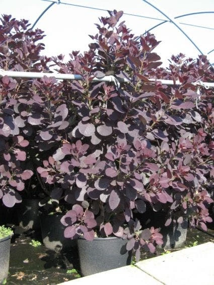 Pruikenboom Als Struik (Cotinus Coggygria 'Royal Purple') 7 Pruikenboom Als Struik (Cotinus Coggygria 'Royal Purple') - Afbeelding 5