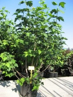 Sneeuwbal (Viburnum Opulus 'Roseum') -Aanbiedingen Groene Hekken Winkel 20091126125302 9