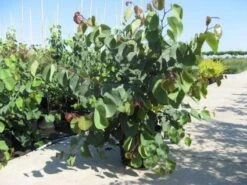 Chinese Judasboom (Cercis Chinensis 'Avondale') -Aanbiedingen Groene Hekken Winkel 20091127153204 5 2