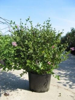 Dwerg Sering (Syringa Meyeri 'Palibin') -Aanbiedingen Groene Hekken Winkel 20091130090327 6