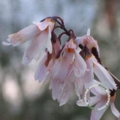 Witte Forsythia (Abeliophyllum Distichum) -Aanbiedingen Groene Hekken Winkel 20091208165431 2