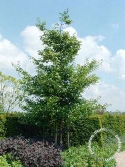 Meidoorn Als Boom (Crataegus Persimilis 'Splendens') -Aanbiedingen Groene Hekken Winkel 20091221124141 10 1