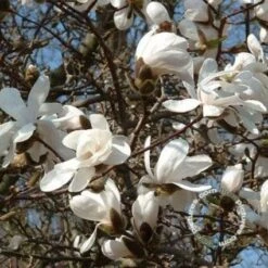 Beverboom (Magnolia Loebneri 'Merrill') -Aanbiedingen Groene Hekken Winkel 20091222103459 5