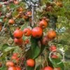 Sierappel (Malus 'Professor Sprenger') -Aanbiedingen Groene Hekken Winkel 20091222104821 11 1