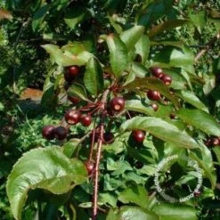 Sierappel (Malus 'Liset') -Aanbiedingen Groene Hekken Winkel 20091222112959 8 1