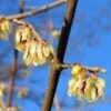 Winterzoet (Chimonanthus Praecox) -Aanbiedingen Groene Hekken Winkel 20091230153517 6 3 3