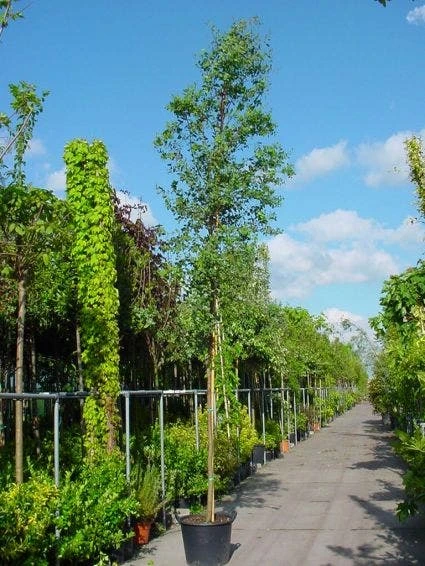 Eucalyptus Als Boom (Eucalyptus Gunnii) 4 Eucalyptus Als Boom (Eucalyptus Gunnii) - Afbeelding 2