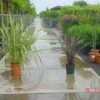 Nieuw Zeelands Vlas (Phormium Tenax) -Aanbiedingen Groene Hekken Winkel 20100218103634 7
