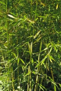 Niet Woekerende Bamboe (Fargesia Robusta) -Aanbiedingen Groene Hekken Winkel 20100223184938 5