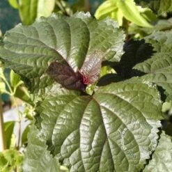 Pindakaasboom (Clerodendrum Bungei) -Aanbiedingen Groene Hekken Winkel 20100224142854 2