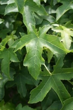 Amberboom Als Struik (Liquidambar 'Gum Ball') -Aanbiedingen Groene Hekken Winkel 20100712161358 1