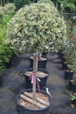 Hulst Op Stam (Ilex 'Argentea Marginata') -Aanbiedingen Groene Hekken Winkel 20100712171848 1