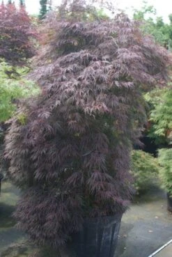 Japanse Esdoorn (Acer Palmatum 'Inabe-shidare') -Aanbiedingen Groene Hekken Winkel 20100719111147 6