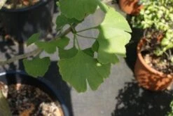 Japanse Notenboom, Meerstammig (Ginkgo Biloba) -Aanbiedingen Groene Hekken Winkel 20100719115514 4 2