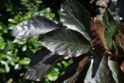 Rode Zuilbeuk (Fagus Sylvatica 'Dawyck Purple') 18 Rode Zuilbeuk (Fagus Sylvatica 'Dawyck Purple') -Aanbiedingen Groene Hekken Winkel 20100720135944 20