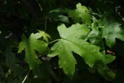 Amberboom (Liquidambar Styraciflua 'Worplesdon') -Aanbiedingen Groene Hekken Winkel 20100720143206 13 1