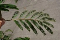 Perzische Slaapboom (Albizia Julibrissin) -Aanbiedingen Groene Hekken Winkel 20100720145134 15