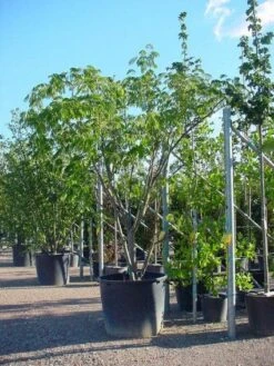 Perzische Slaapboom Als Struik (Albizia Julibrissin 'Ombrella') 12 Perzische Slaapboom Als Struik (Albizia Julibrissin 'Ombrella') -Aanbiedingen Groene Hekken Winkel 20100720150339 4